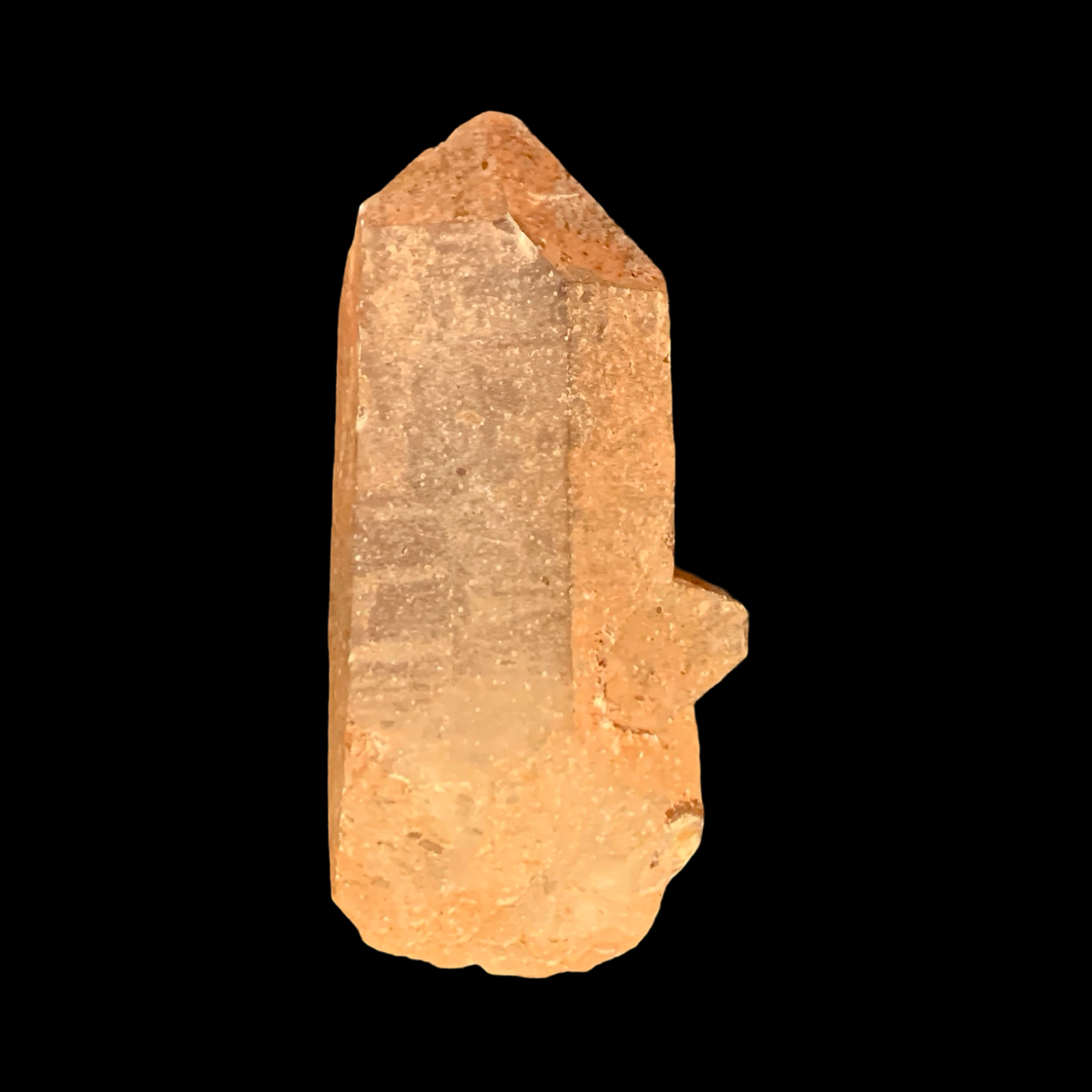 Tamarind Lemurian