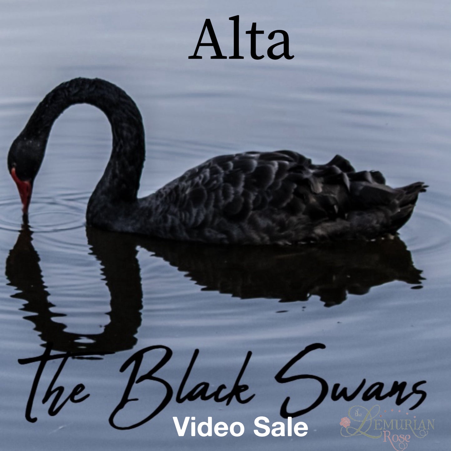 Black Swan Alta and Snow Rose Lemurian Video Sale