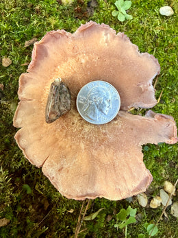 Load image into Gallery viewer, Fascia Jasper Tumble Pendant
