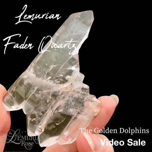 Golden Dolphin Lemurian Fadens