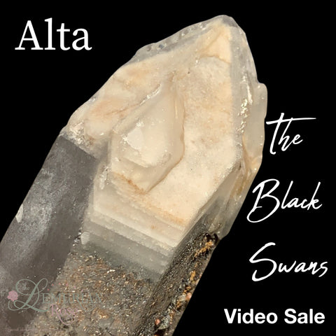 Black Swan Alta Video Sale-Natural