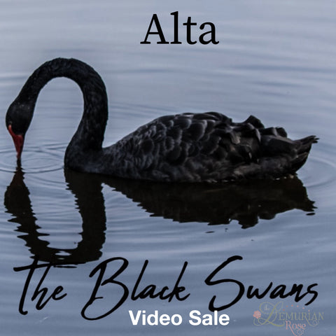 Black Swan Alta and Pures -Part Polished