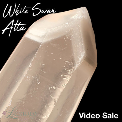 White Swan Alta-Video Sale