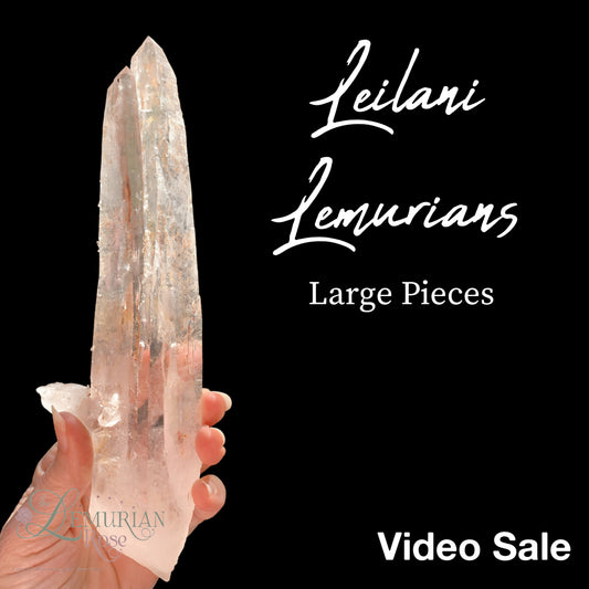 Large Leilani Lemurians-Video Sale