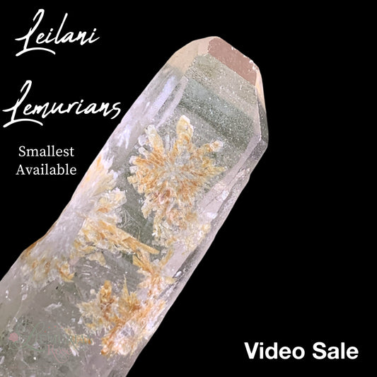 Small Leilani Lemurians-Video Sale