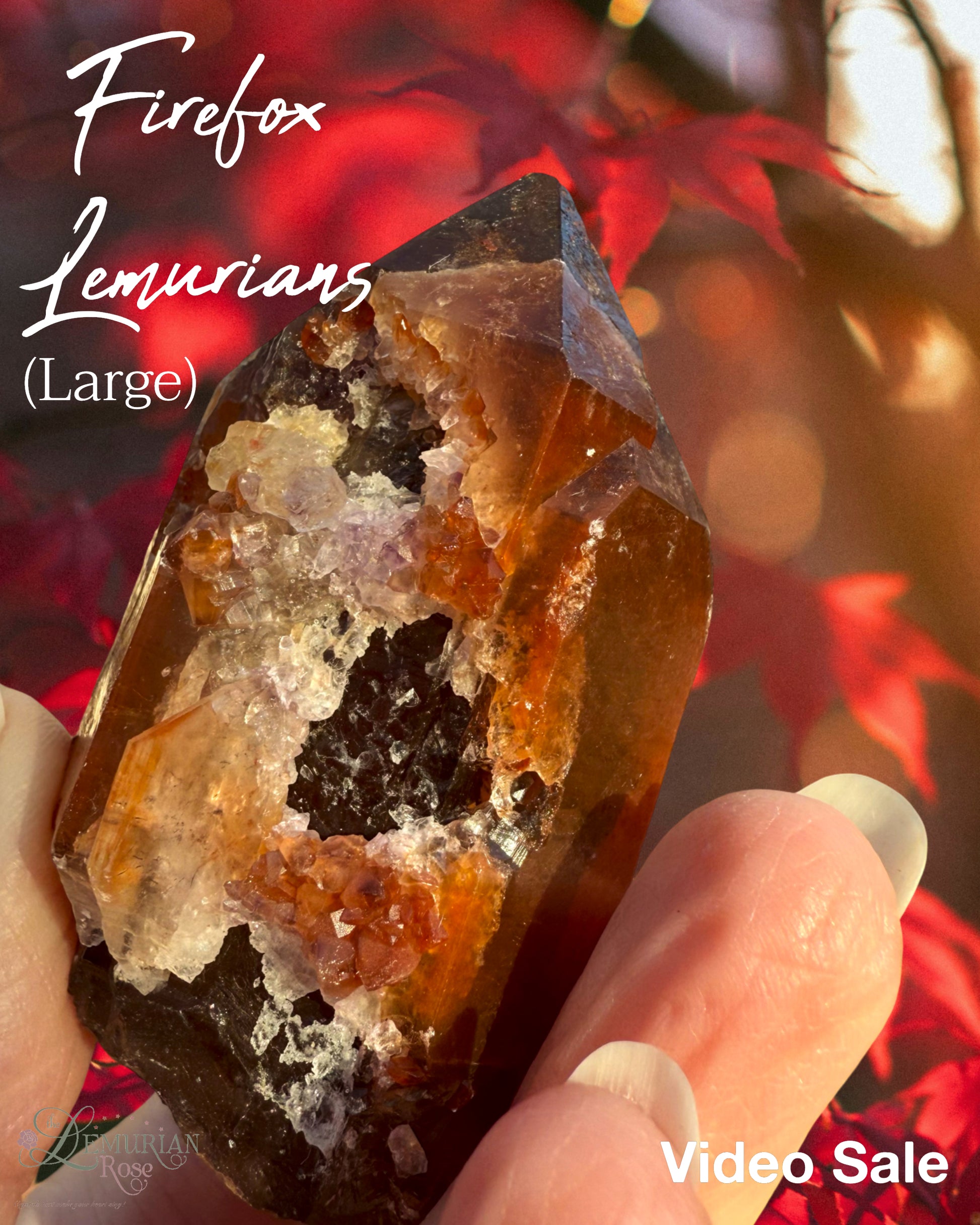 Natural Firefox Lemurians-Large