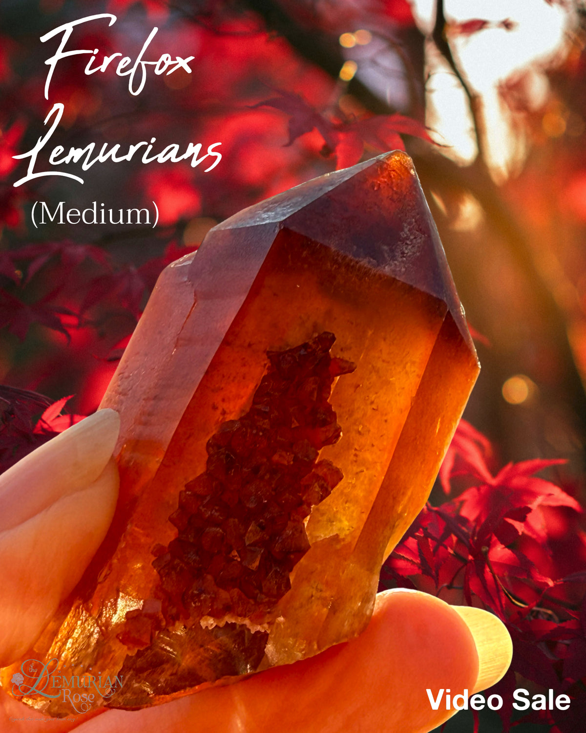 Natural Firefox Lemurians🔥🦊-Medium