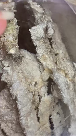 Load and play video in Gallery viewer, Leandro De Souza Master Skull-100#1 Lodolite Magical Child with Multiple Manifestations
