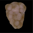 Load image into Gallery viewer, Pink Natrolite
